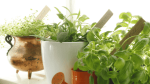 Tag des Gartens - Kräuter